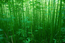 Load image into Gallery viewer, 100% MADE IN USA HEMP HAT Limited Production