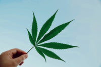 Hemp Leaf