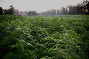 Hemp field with building