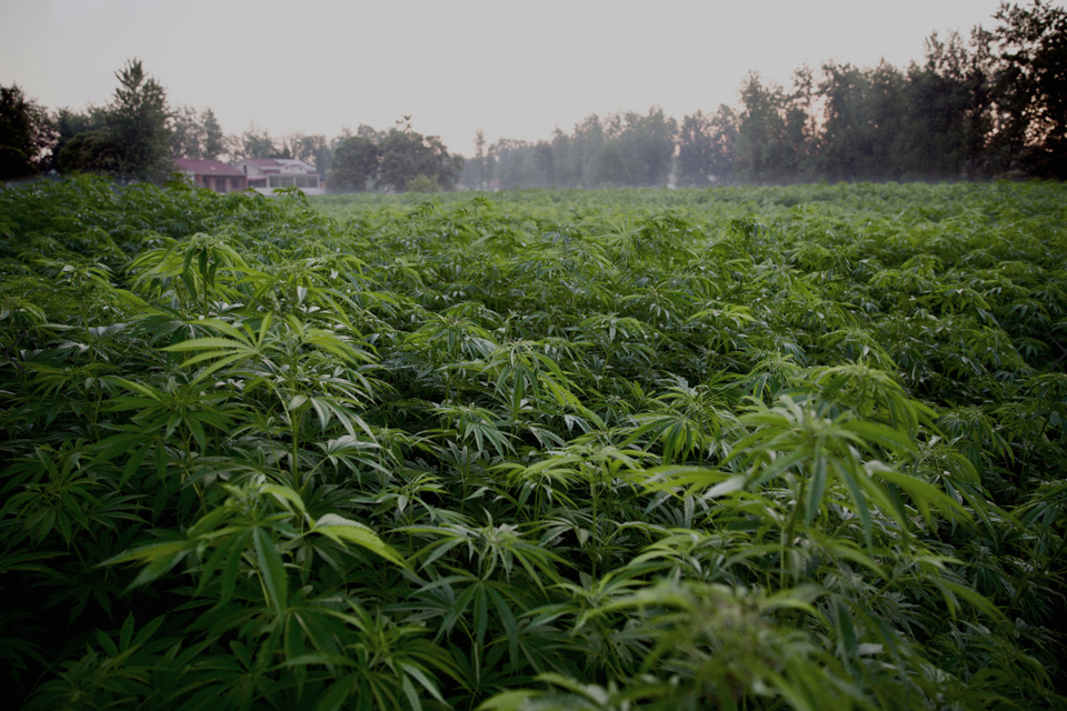 Hemp field with building